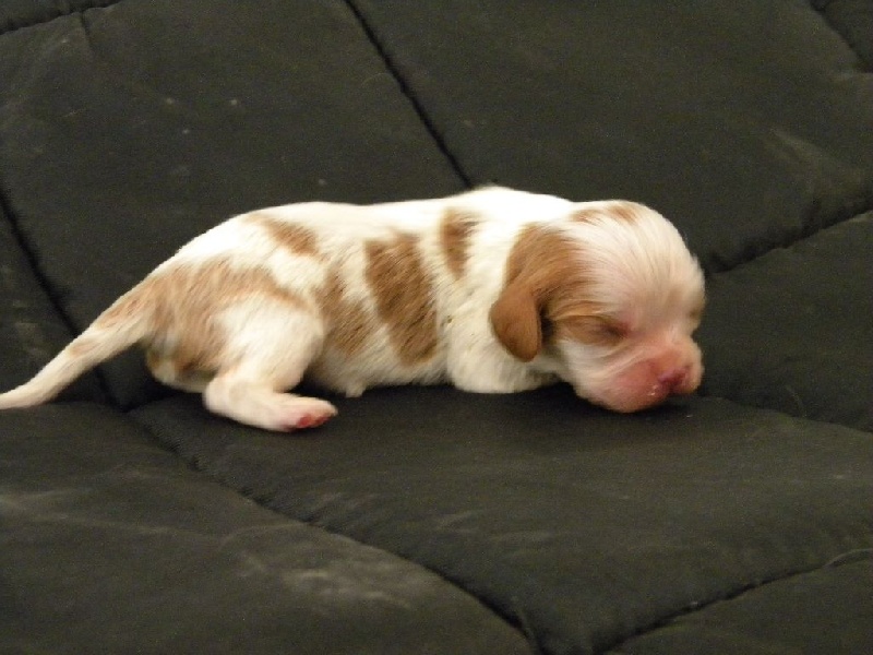 Milou
