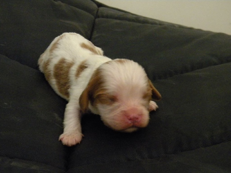 Milou