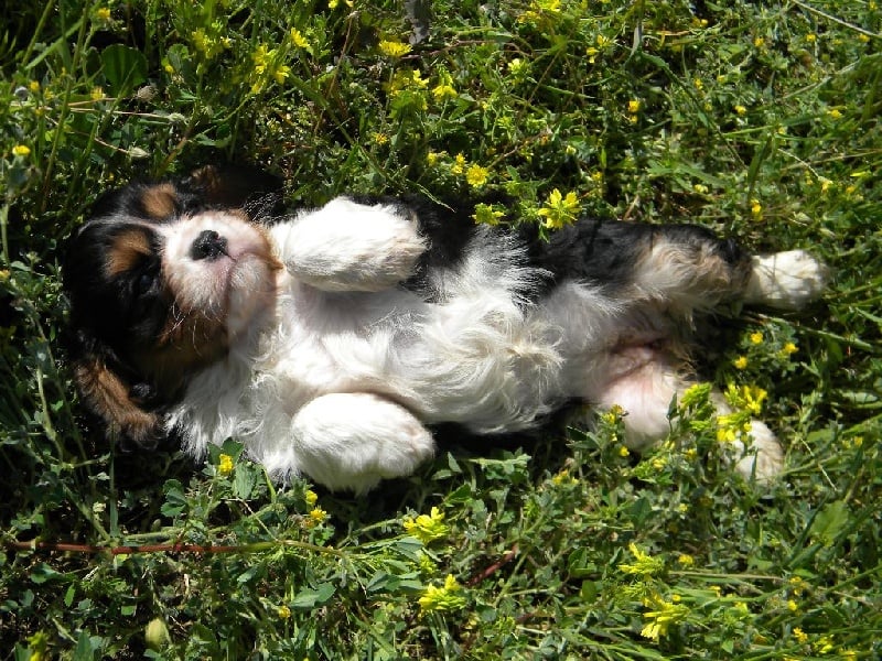 CHIOT