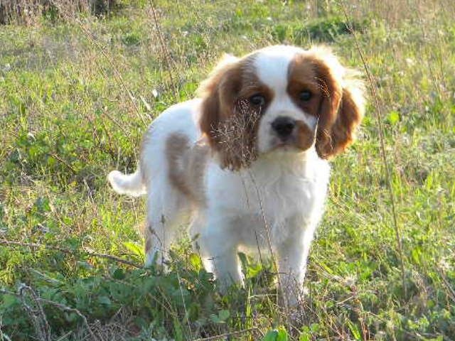 Jack