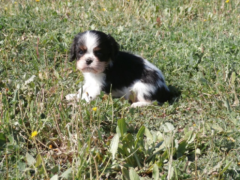 Manille