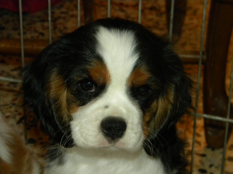 Filou