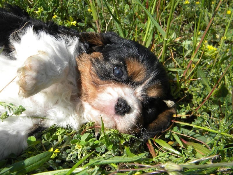 CHIOT