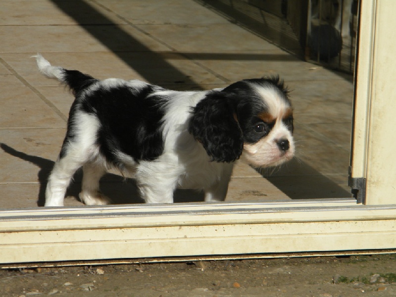 Harper