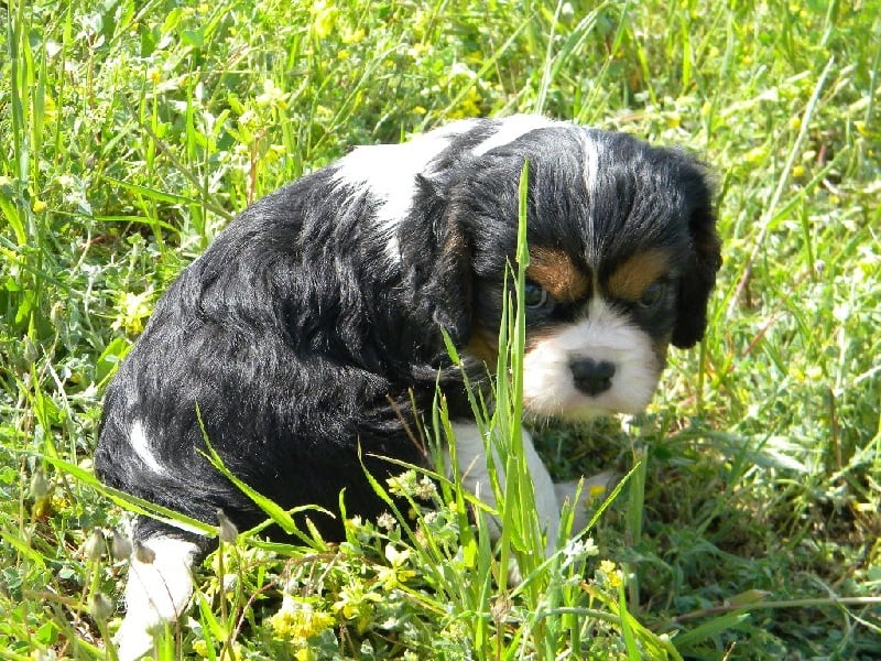 CHIOT