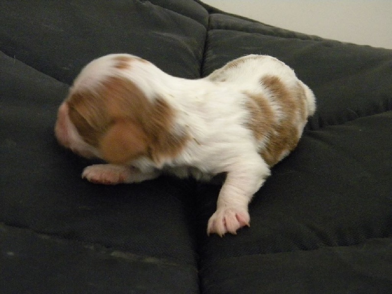 Milou