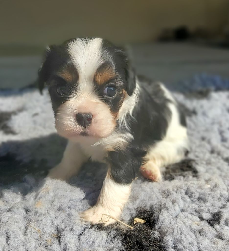 Tyson