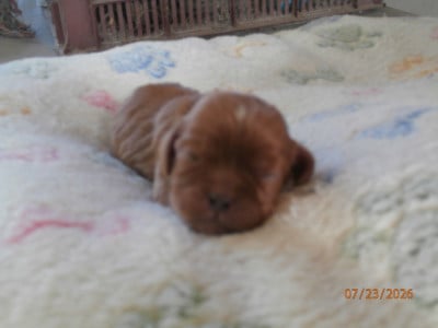 Les chiots de Cavalier King Charles Spaniel