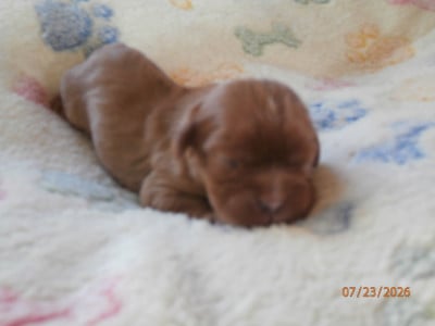 Chiot N°2 - Cavalier King Charles Spaniel