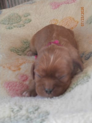 collier rose - Cavalier King Charles Spaniel