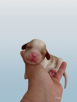 Les chiots de Cavalier King Charles Spaniel