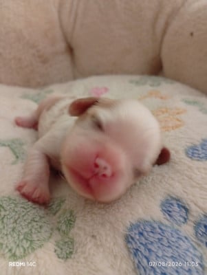Les chiots de Cavalier King Charles Spaniel