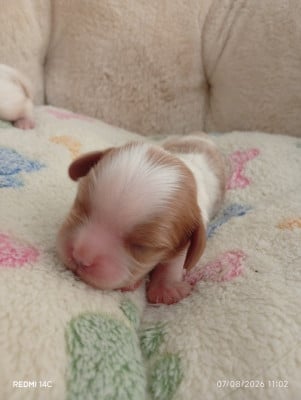 Les chiots de Cavalier King Charles Spaniel