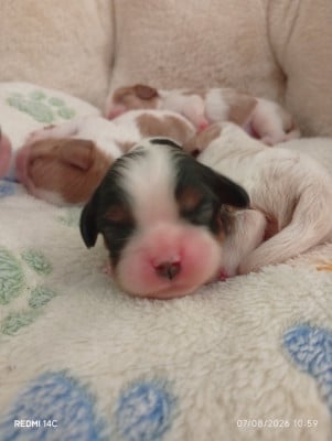Les chiots de Cavalier King Charles Spaniel