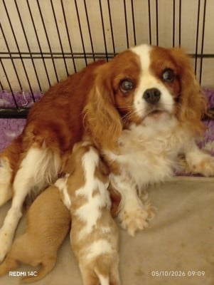 femelle blenheim - Cavalier King Charles Spaniel