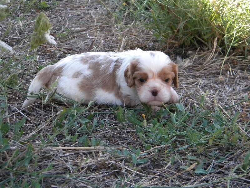 Mylo