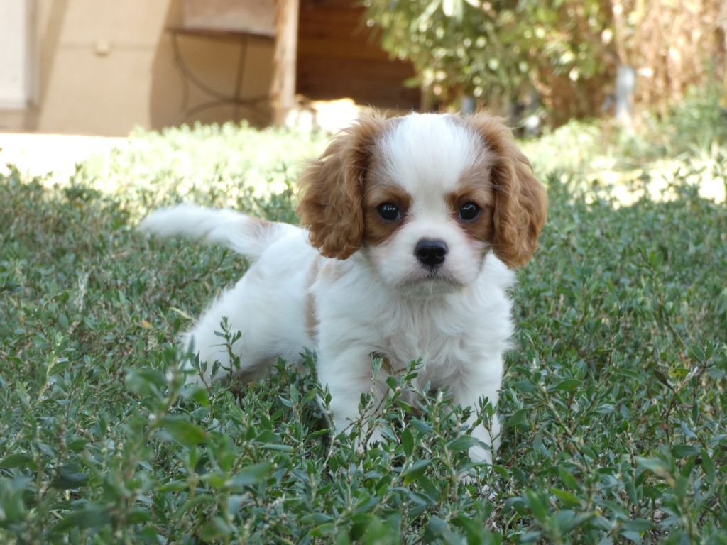 V'milo
