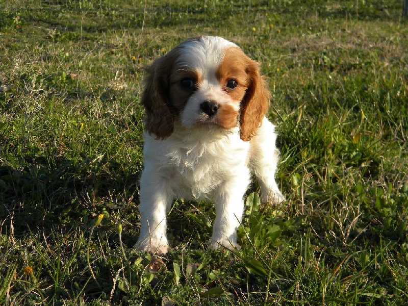 Jack