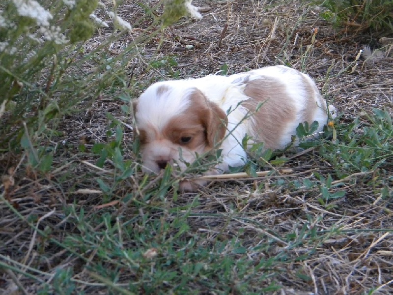 Mylo