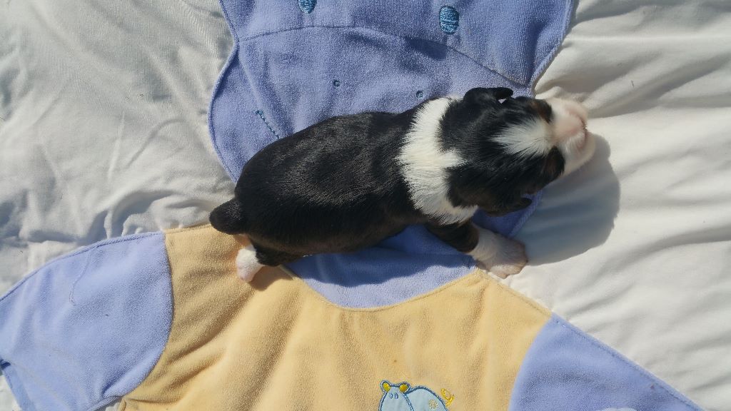 Naël (Nugget's)