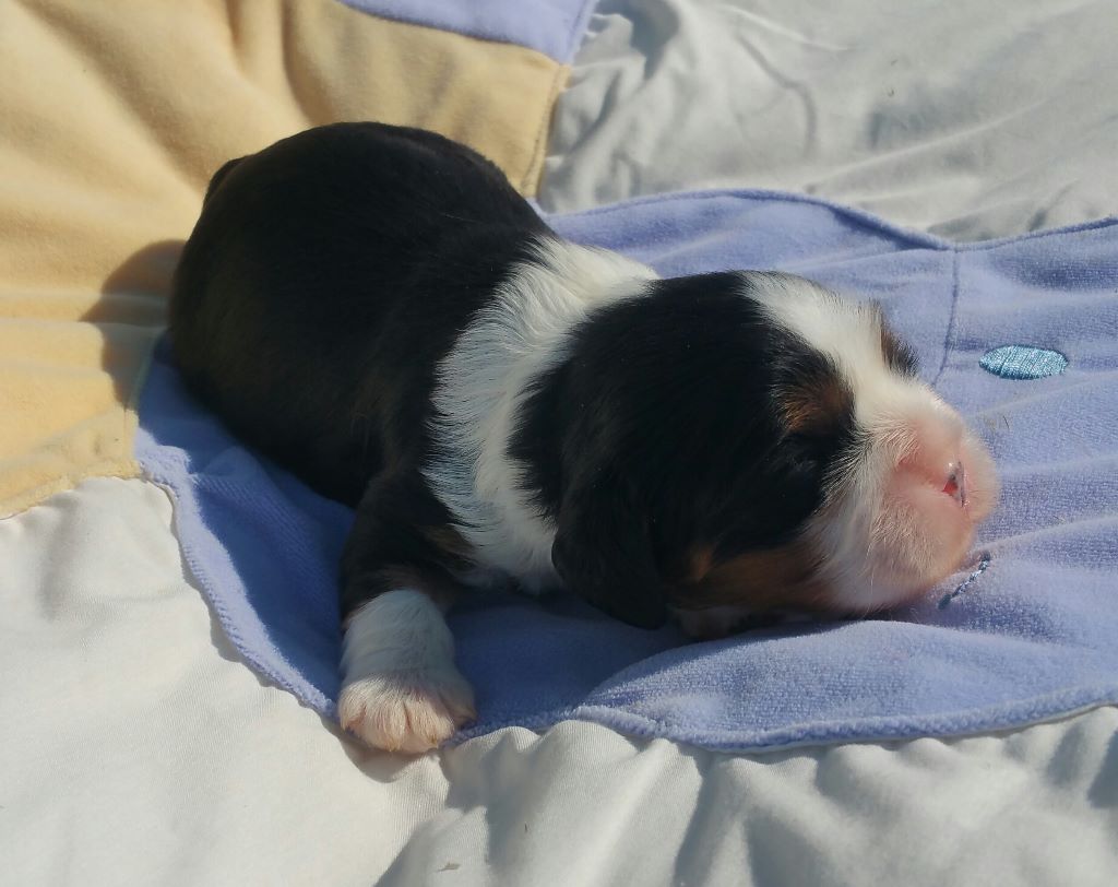 Naël (Nugget's)