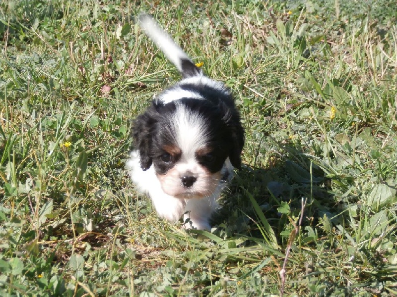 Manille