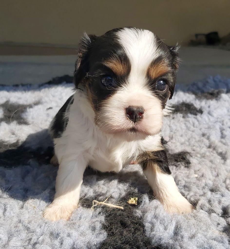 Tyson