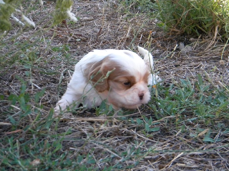 Mylo