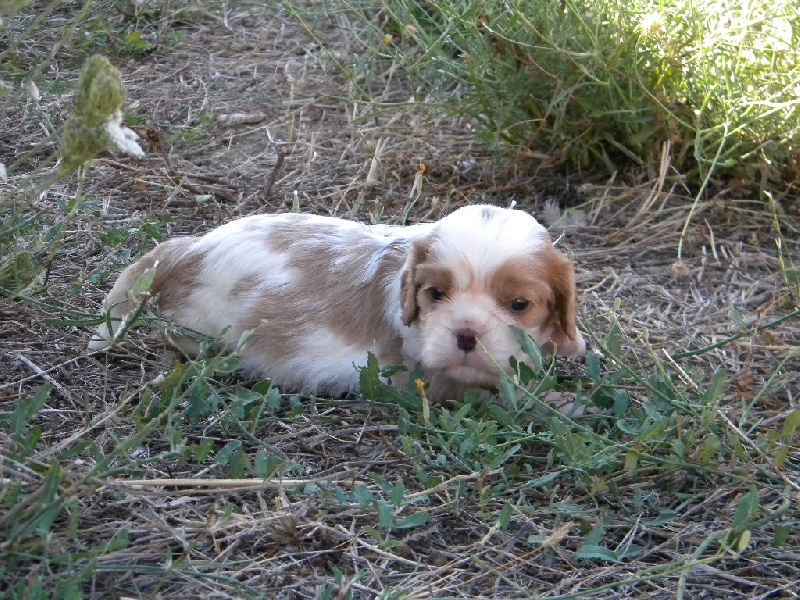 Mylo