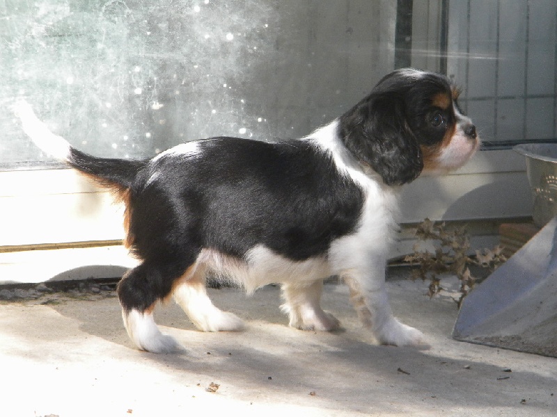 Hydille