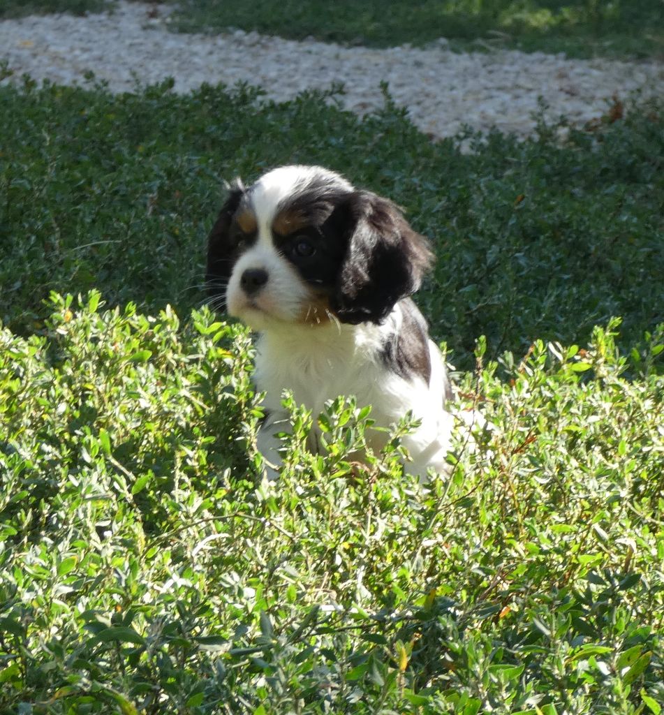 CHIOT