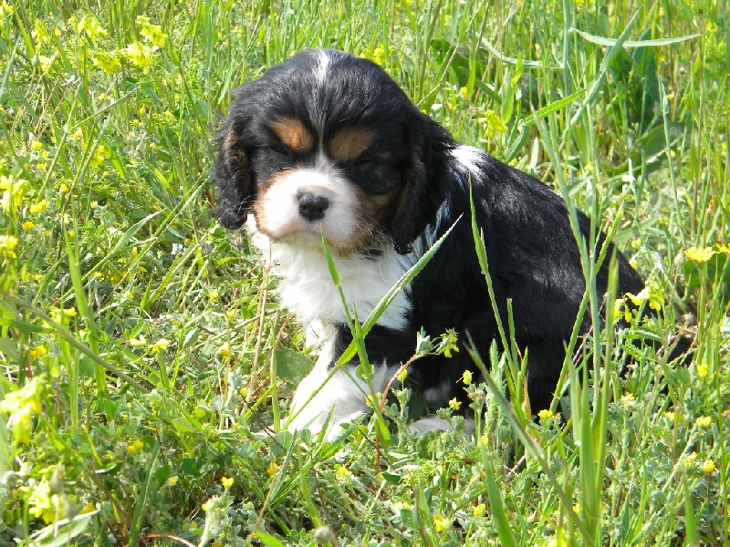 CHIOT