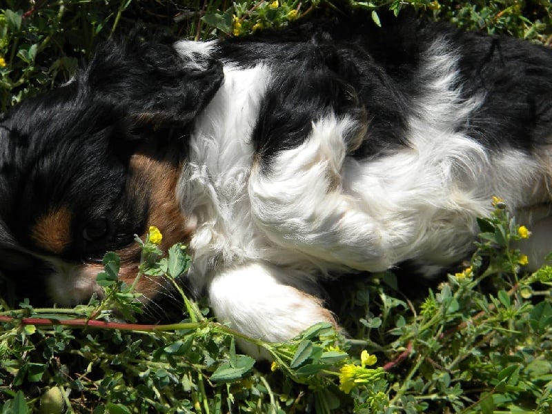 CHIOT
