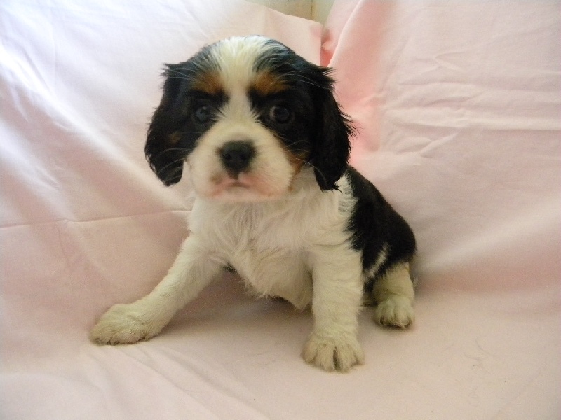 Ilona
