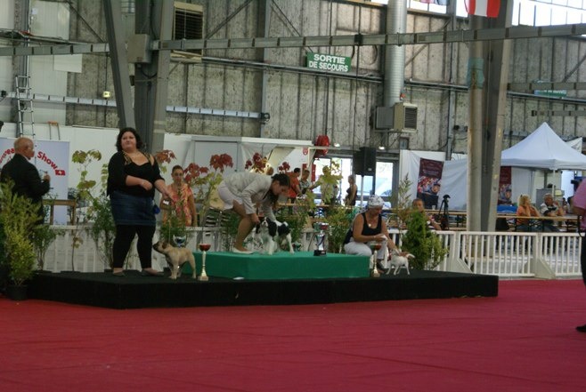 Guapa amor de l'odyssée des Chaines d'or - 1ere excellente, meilleure jeune de la race, 2eme meilleur jeune du groupe 9