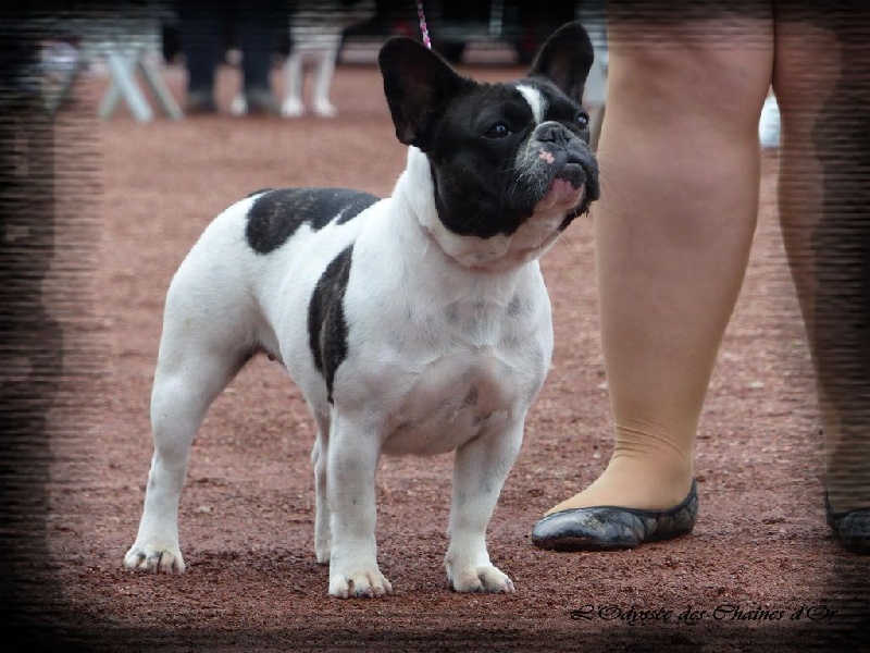Little amy de l'odyssée des Chaines d'or - 2eme excellente RCACS