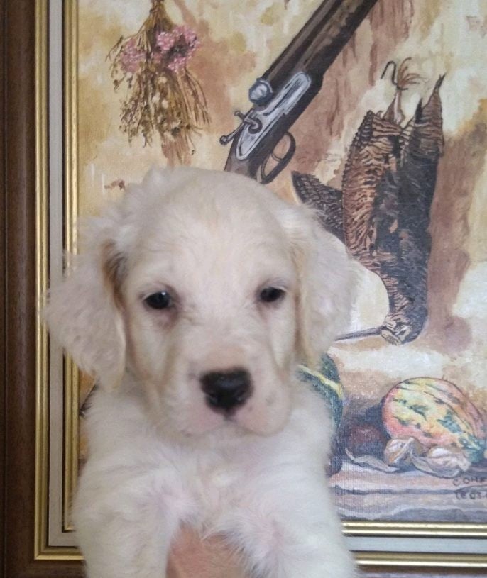 BAYA - Setter Anglais