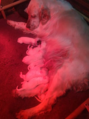 Les chiots de Setter Anglais