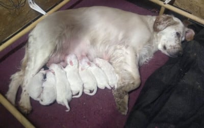 Les chiots de Setter Anglais