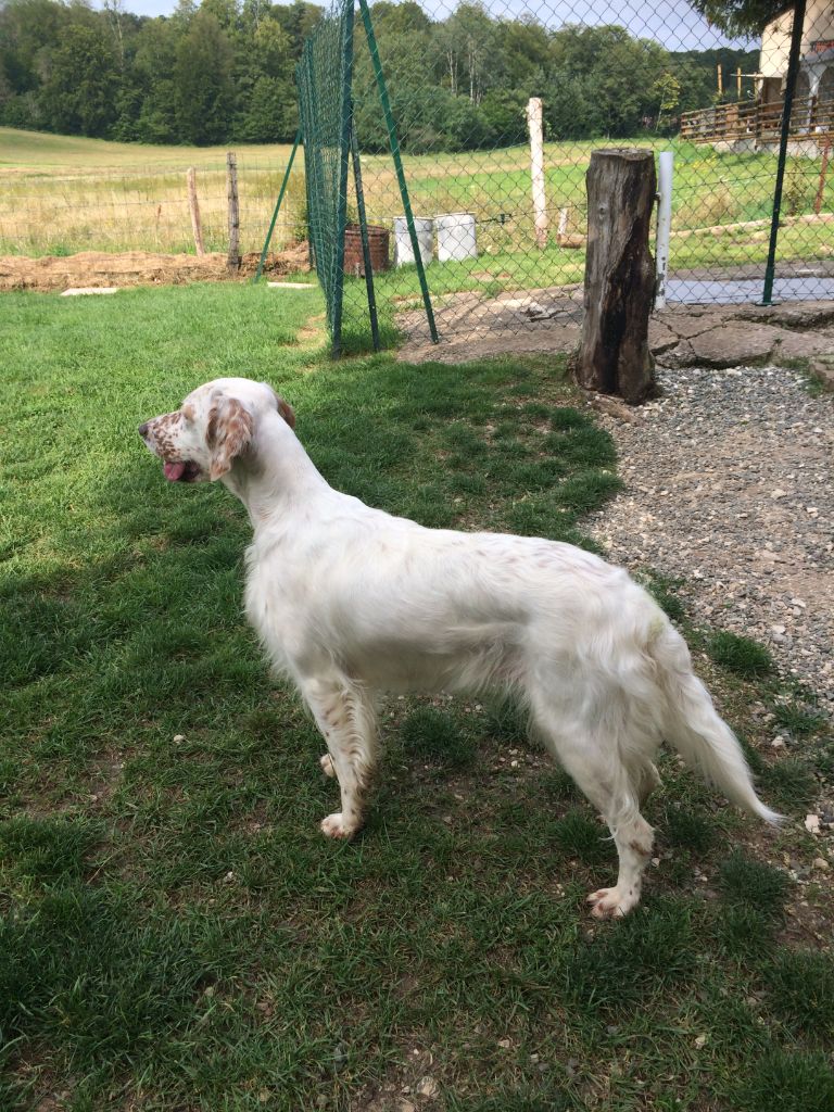 Pame des Paturages du Lomont - EXC en Classe Ouverte Femelle