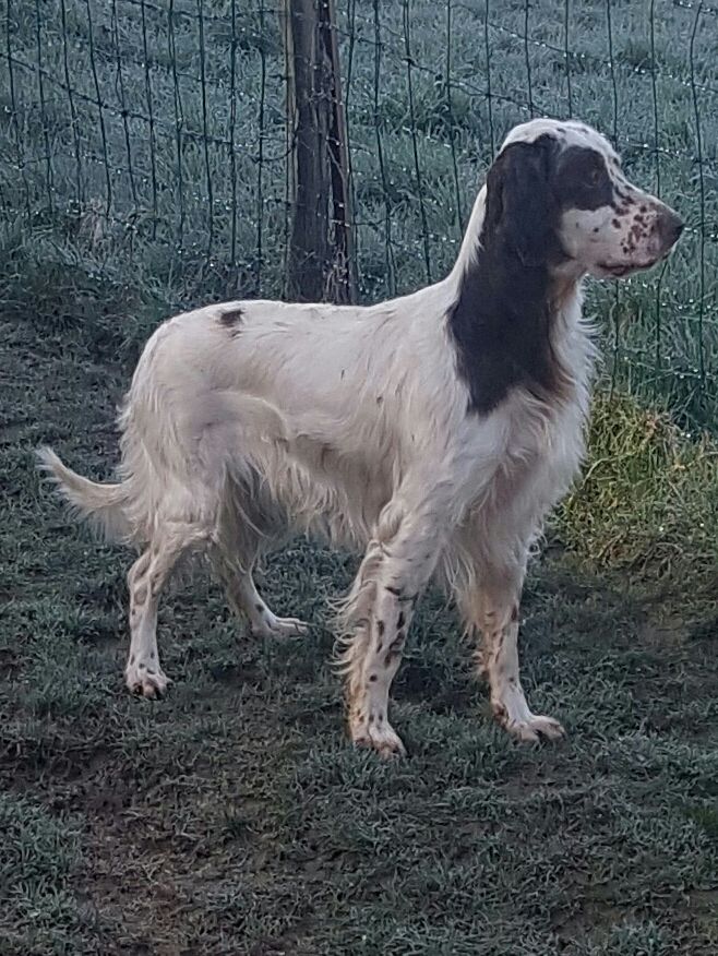 Tania des Paturages du Lomont - Test d'Aptitudes Naturelles