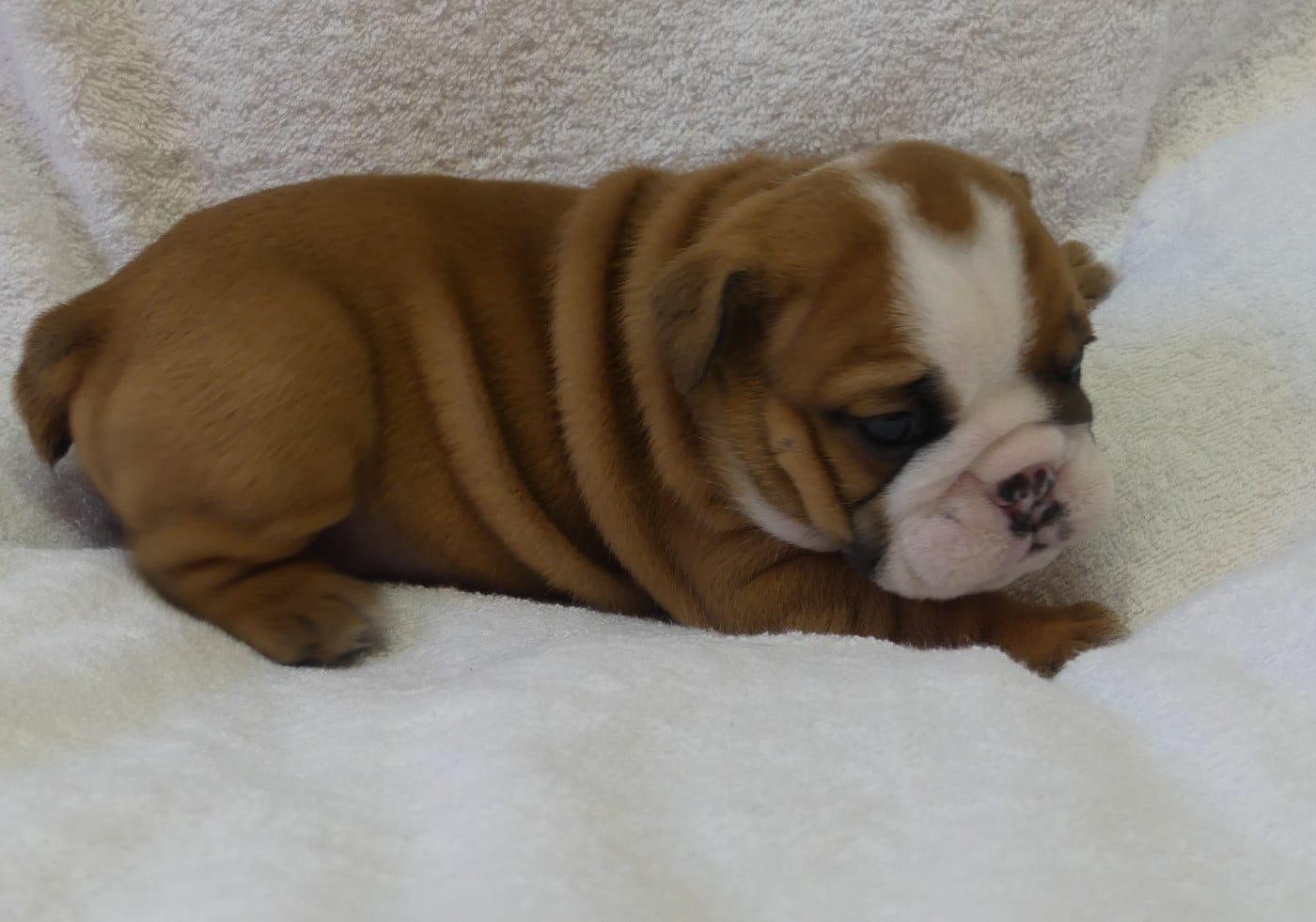 Bulldog Anglais - Land van mechelaar