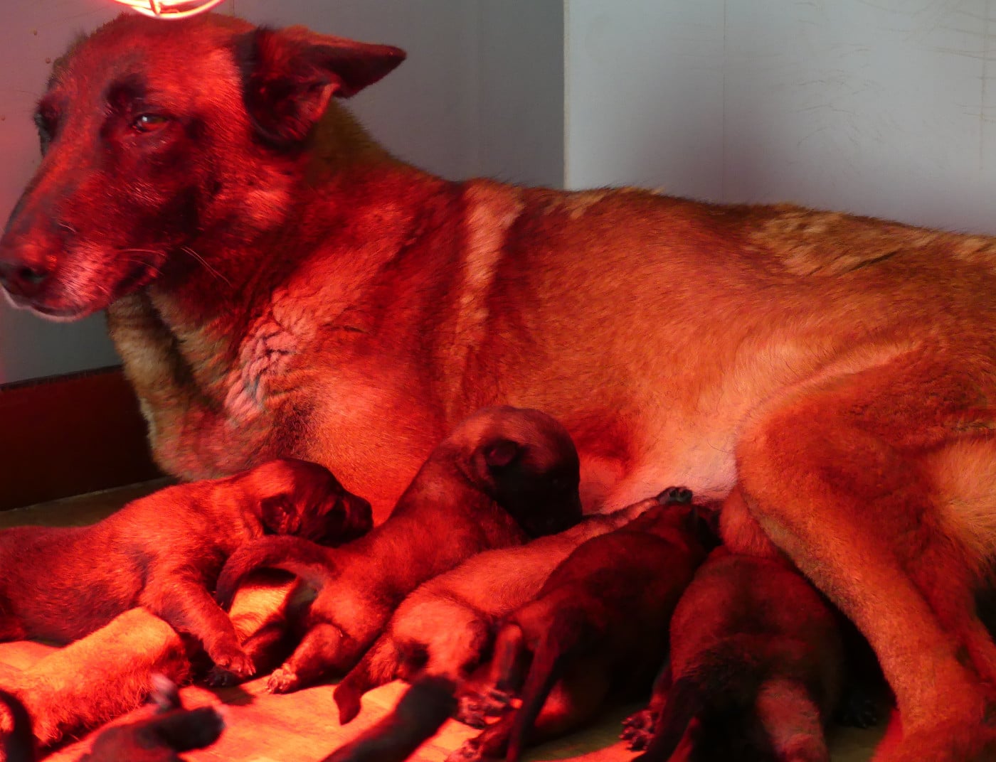 Berger Belge - Land van mechelaar