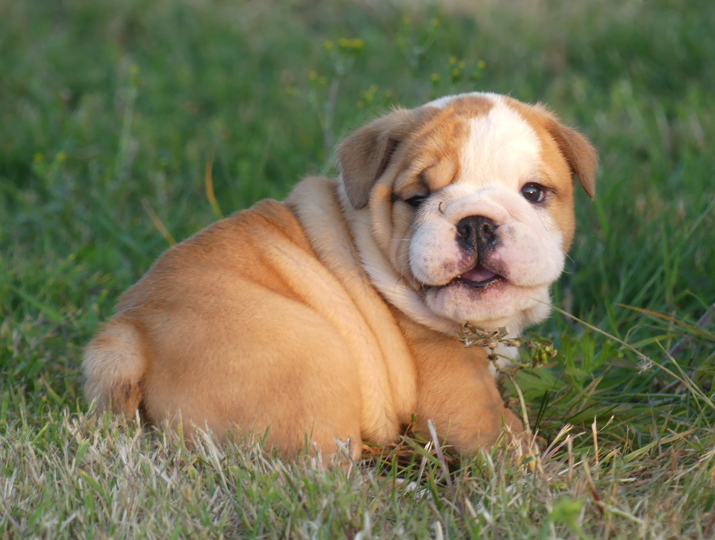 Chiot N°1