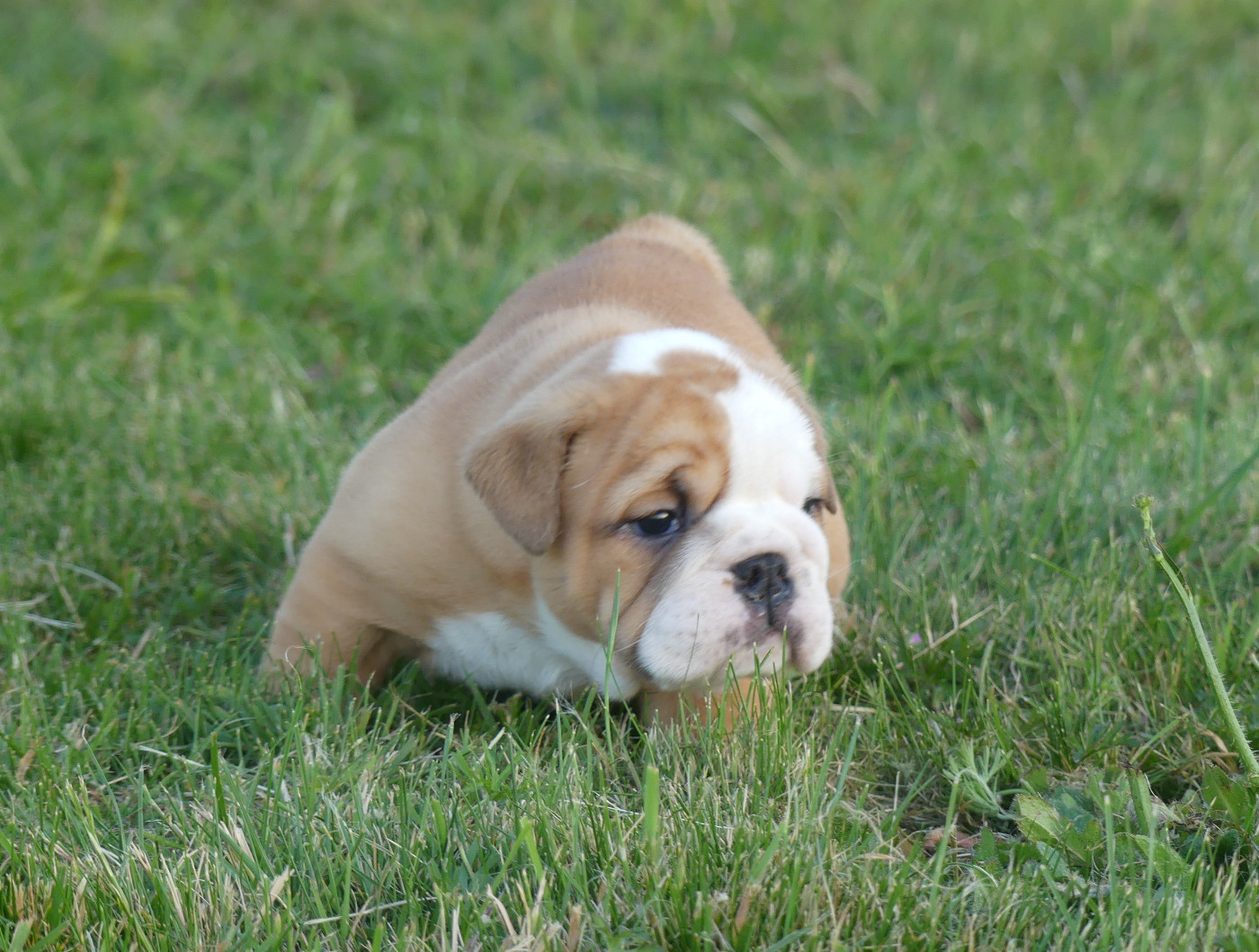 Chiot N°1