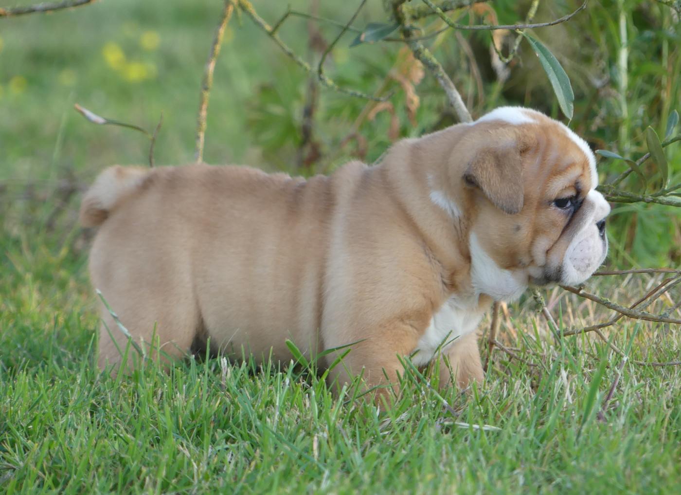 Chiot N°1