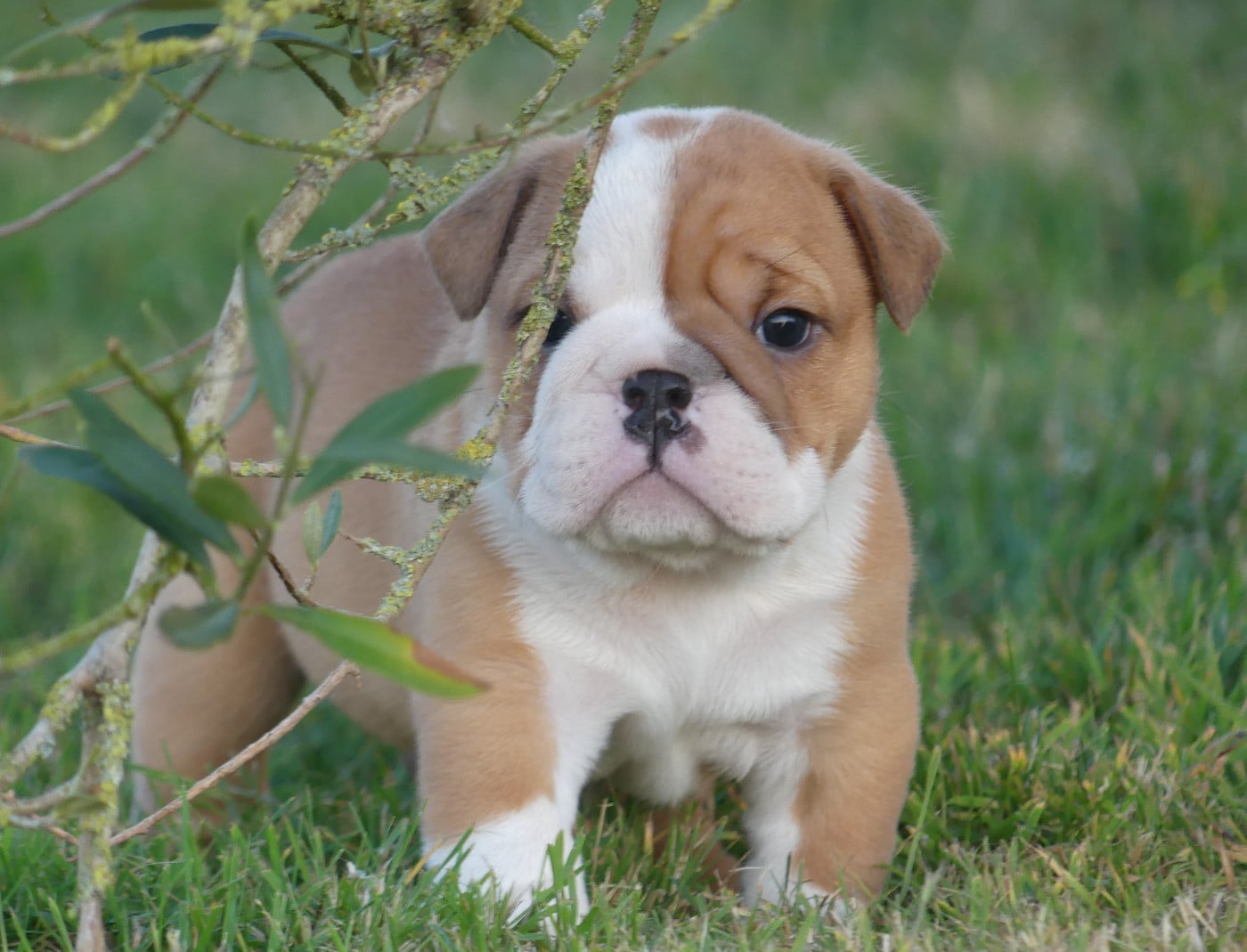 Chiot N°2