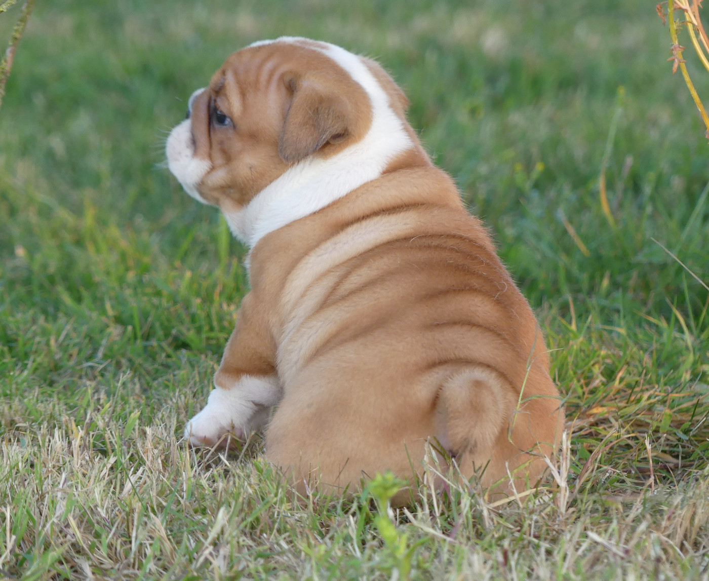 Chiot N°2