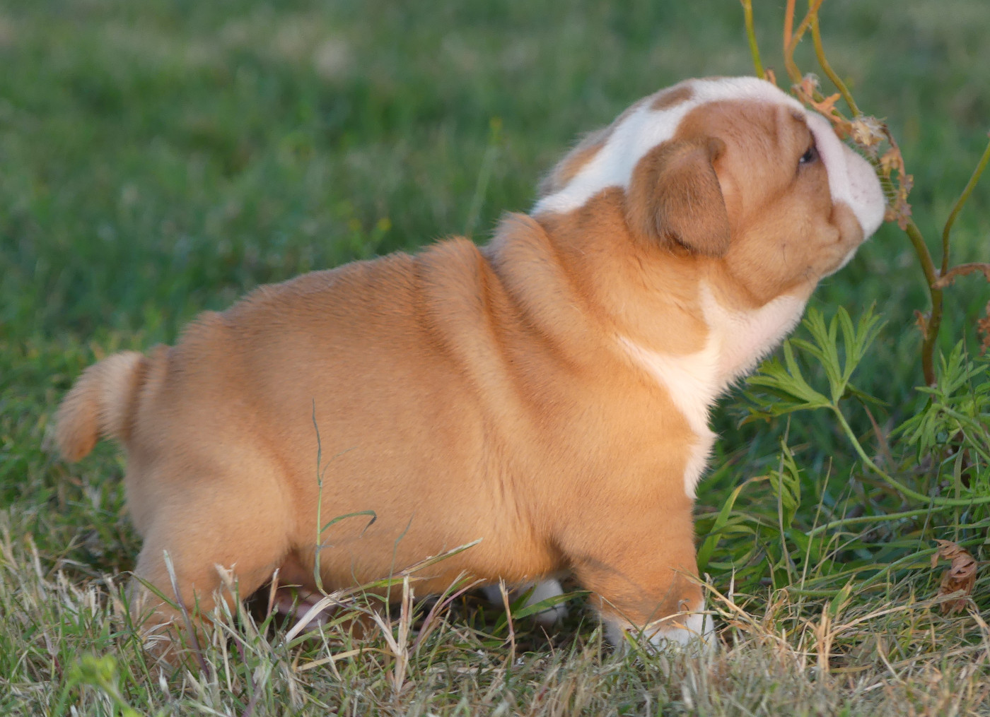 Chiot N°2