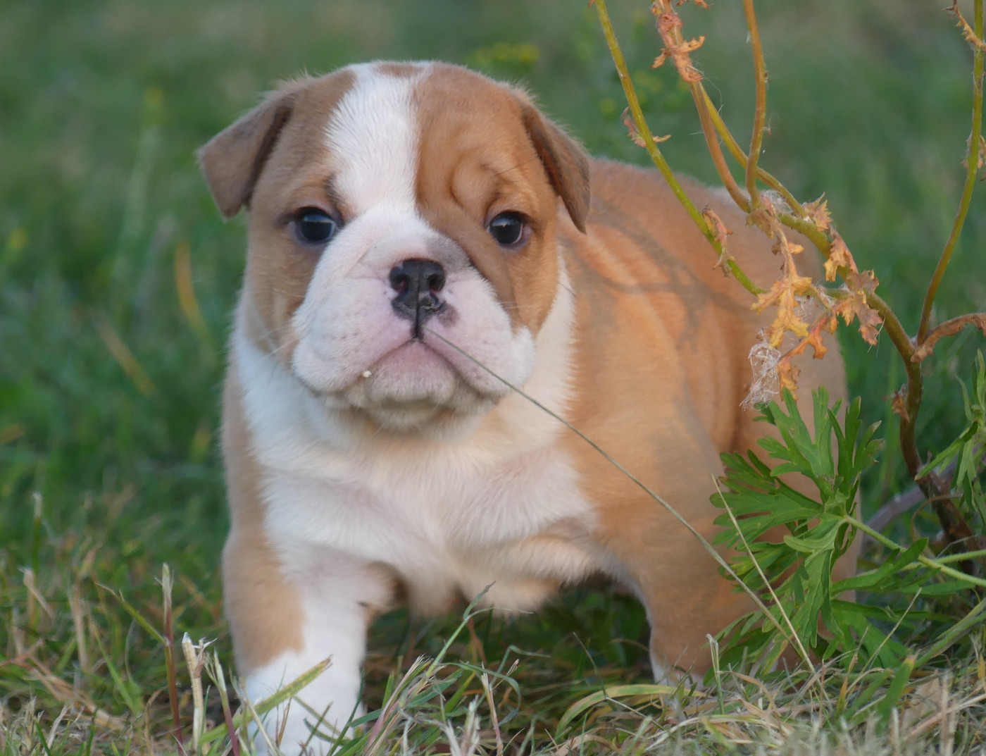 Chiot N°2